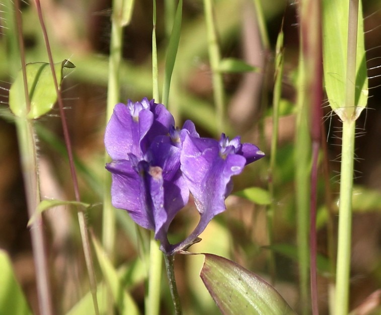 Burmanniaceae