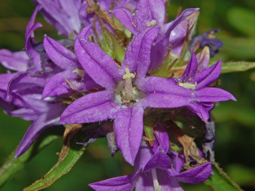 Campanulaceae