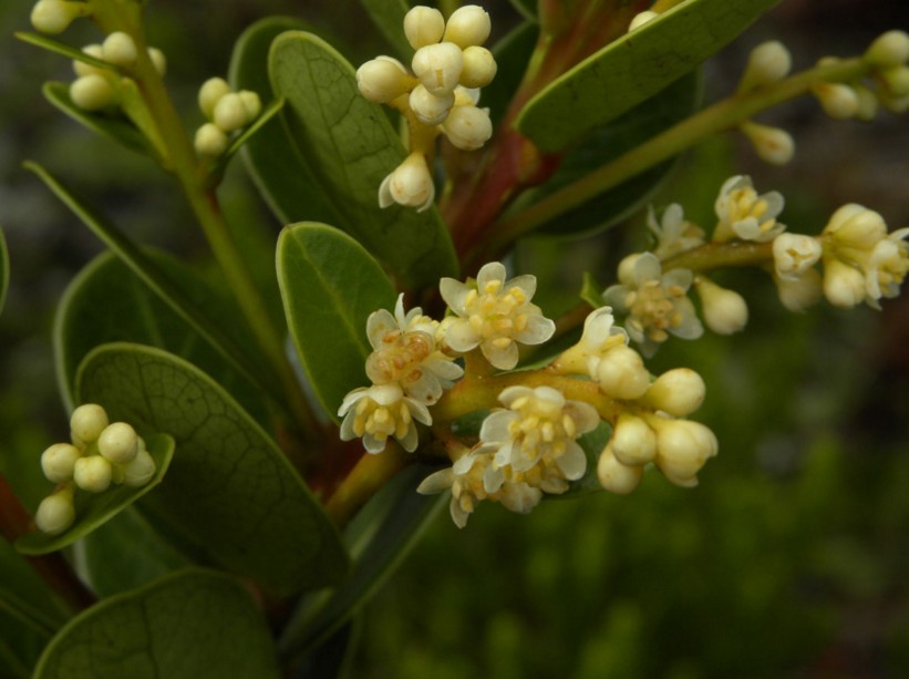 Lauraceae