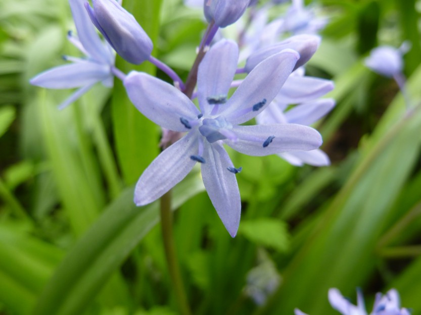 Polygonaceae