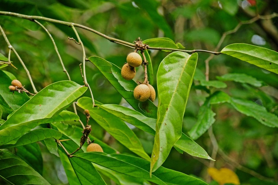 chrysobalanaceae