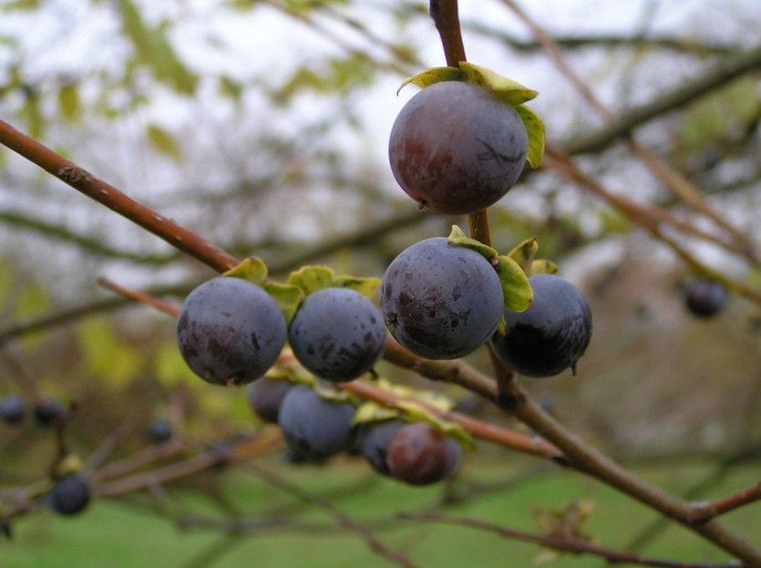 ebenaceae