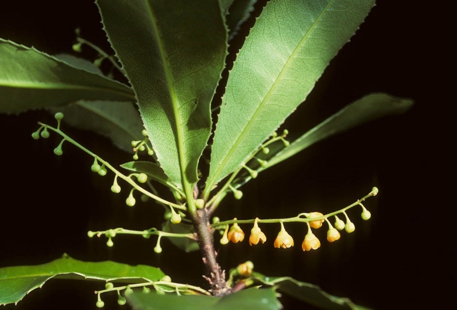 theophrastaceae